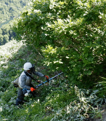 伐採